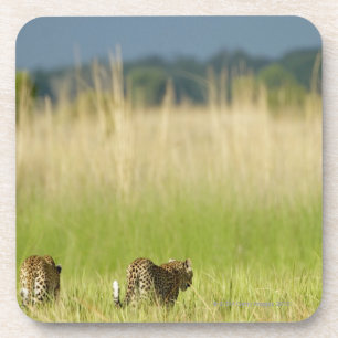 Hintere Ansicht des Leoparden (Panthera pardus) Getränkeuntersetzer