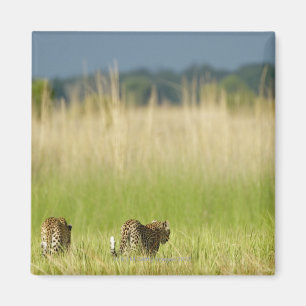 Hintere Ansicht des Leoparden (Panthera pardus) Magnet