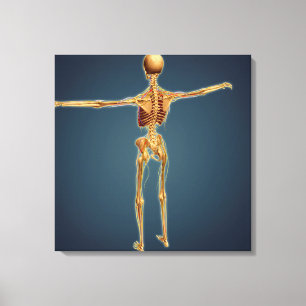 Hintere Ansicht des menschlichen Skeletts mit Leinwanddruck