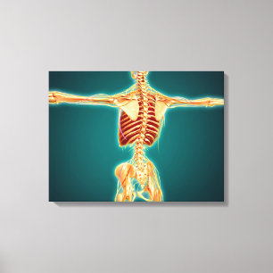 Hintere Ansicht des menschlichen Skeletts mit Leinwanddruck