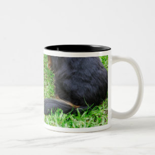 Hintere Ansicht von zwei Dackelhunden Zweifarbige Tasse