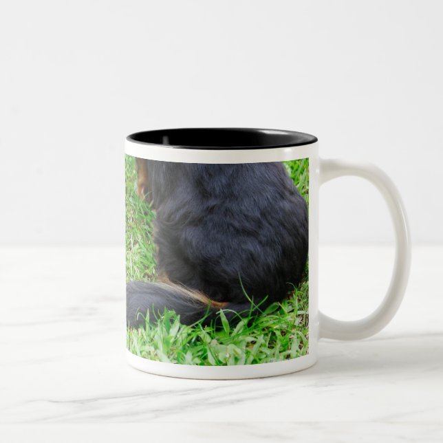 Hintere Ansicht von zwei Dackelhunden Zweifarbige Tasse (Rechts)