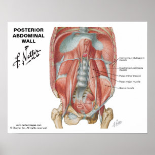 Hintere Bauchwand des Netzers - beschriftete Abbil Poster
