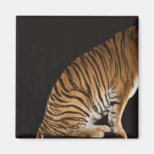 Hinteres Ende des Tigers sitzend auf Plattform Magnet