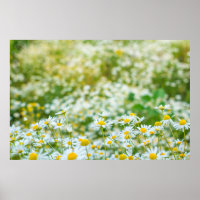 Hintergrund der Blume der Molkereien. Alternative