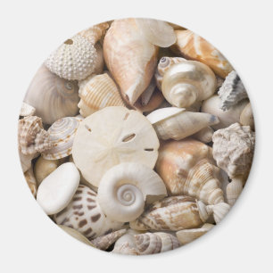 Hintergrund der Muschel Florida Meer - Muscheln am Magnet