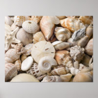 Hintergrund der Muschel Florida Meer - Muscheln am
