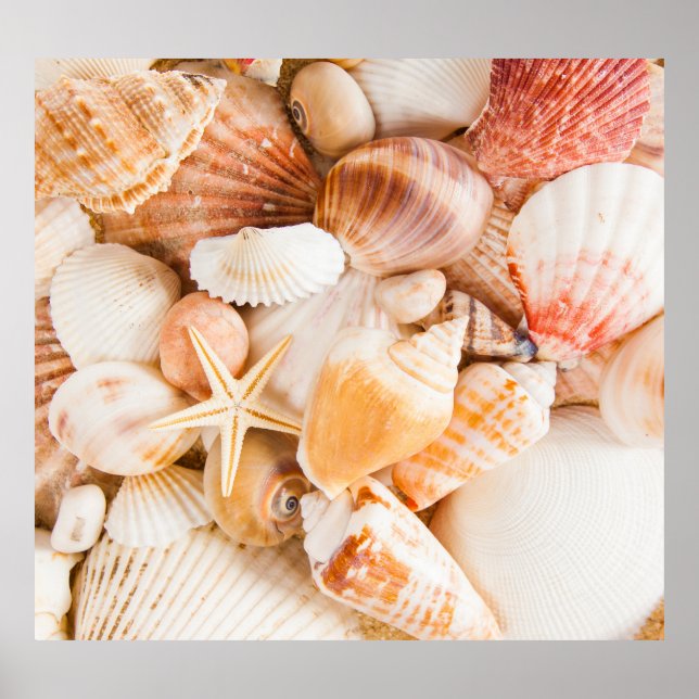 Hintergrund der Muscheln: Meeresthema. Poster (Vorne)