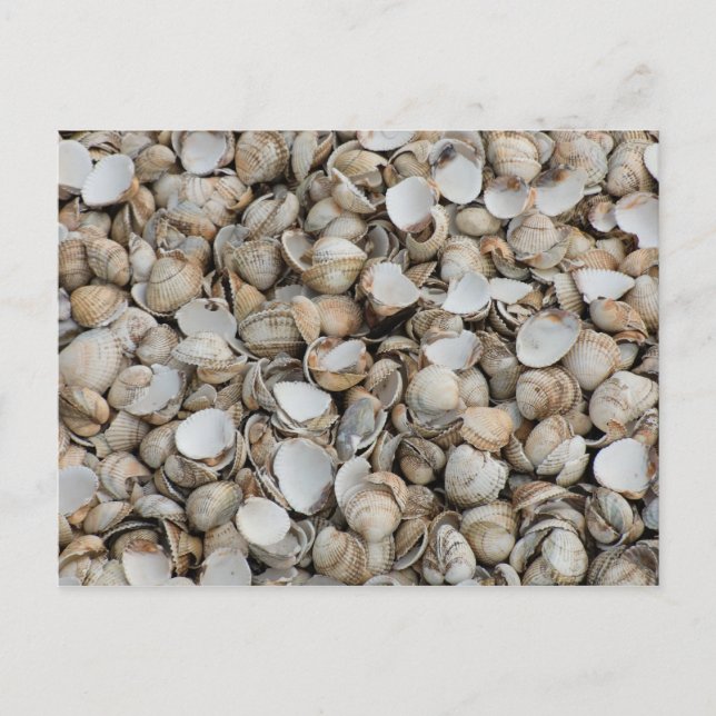 Hintergrund der Muscheln Postkarte (Vorderseite)