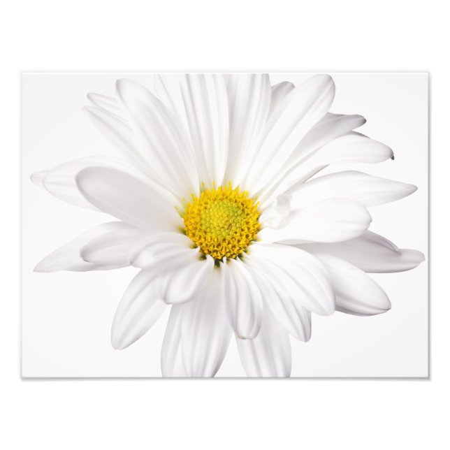 Hintergrund der White Daisy Blume - kundenspezifis Fotodruck (Vorne)
