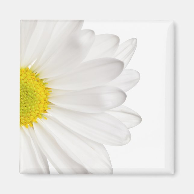 Hintergrund der White Daisy Blume - kundenspezifis Magnet (Vorne)