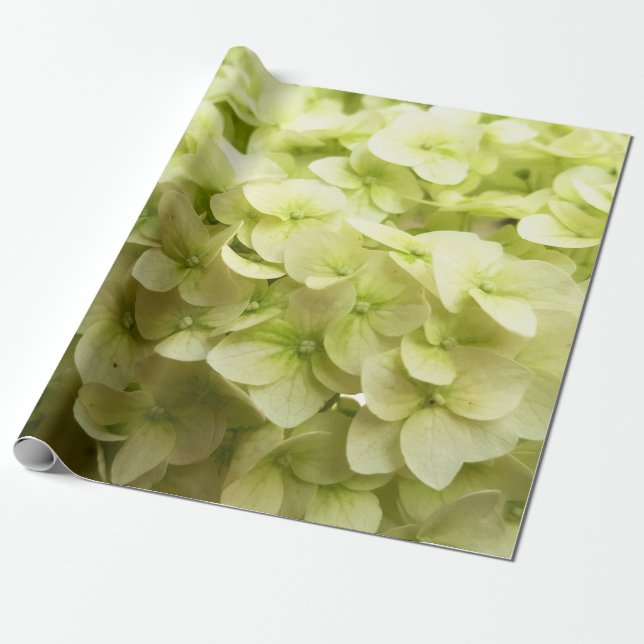 Hintergrund der White Hydrangea-Blume Geschenkpapier (Ungerollt)