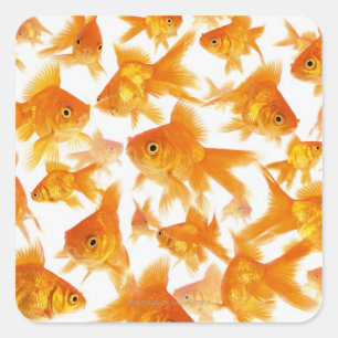 Hintergrund mit einer großen Goldfischgruppe Quadratischer Aufkleber