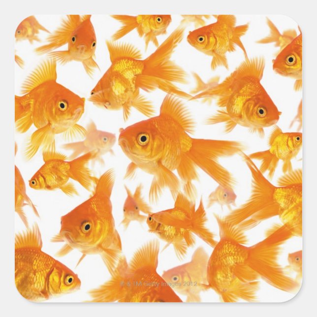 Hintergrund mit einer großen Goldfischgruppe Quadratischer Aufkleber (Vorderseite)