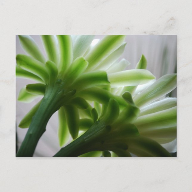 Hintergrund Postkarte (Vorderseite)