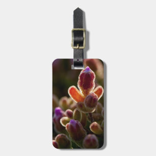 Hintergrundbeleuchtung farbenfrohe, sukkulente Blu Gepäckanhänger