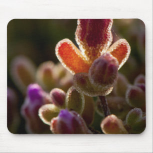 Hintergrundbeleuchtung farbenfrohe, sukkulente Blu Mousepad