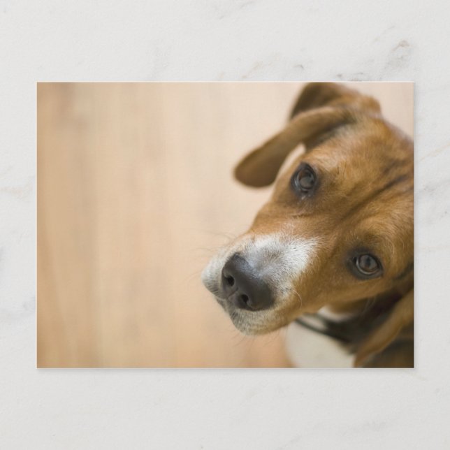 Hintergründe des Beagle mit Tribbeln Postkarte (Vorderseite)