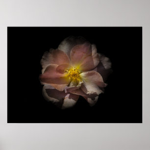 Hintergrundfarbe Blume Nr. 113 Poster