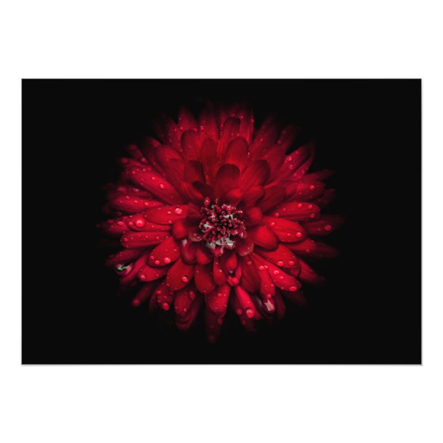 Hintergrundfarbe Blume Nr. 45 Fotodruck (Vorne)