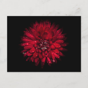 Hintergrundfarbe Blume Nr. 45 Postkarte