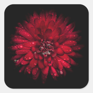 Hintergrundfarbe Blume Nr. 45 Quadratischer Aufkleber