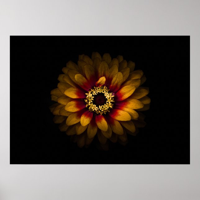 Hintergrundfarbe Blume Nr. 69 Poster (Vorne)
