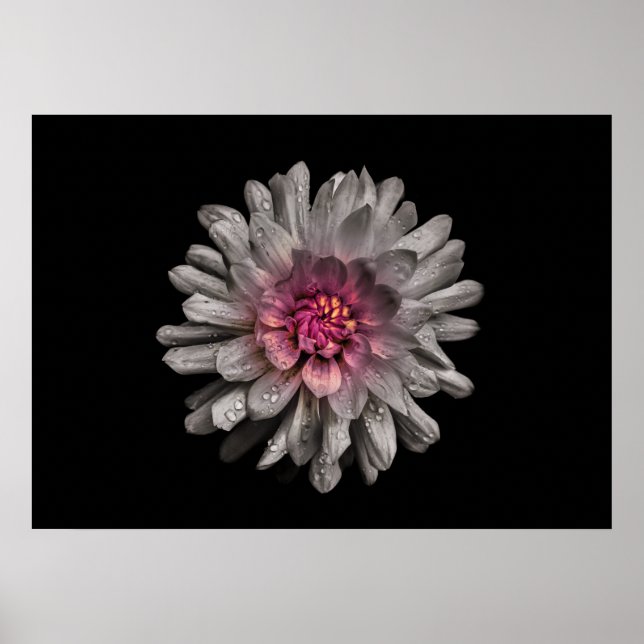 Hintergrundfarbe Blume Nr. 91 Poster (Vorne)