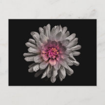 Hintergrundfarbe Blume Nr. 91