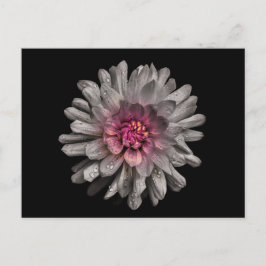 Hintergrundfarbe Blume Nr. 91 Postkarte