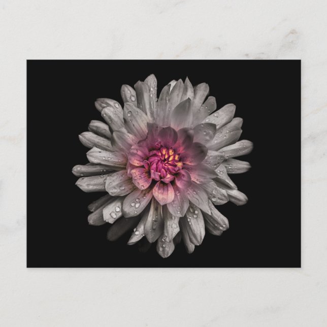 Hintergrundfarbe Blume Nr. 91 Postkarte (Vorderseite)