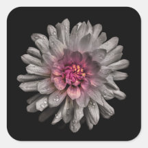 Hintergrundfarbe Blume Nr. 91