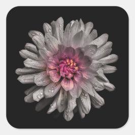 Hintergrundfarbe Blume Nr. 91 Quadratischer Aufkleber
