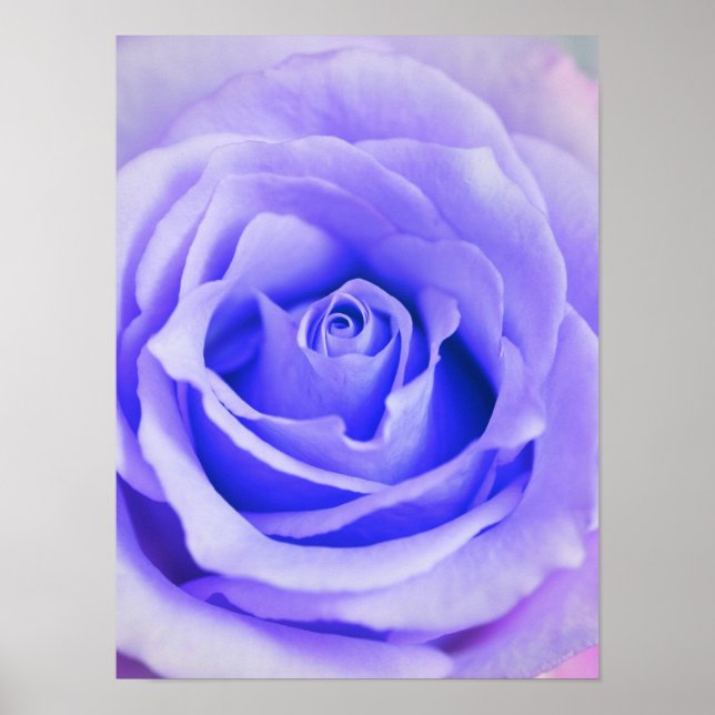 Hintergrundinformationen zur lila Rose, benutzerde Poster (Vorne)