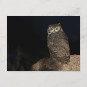 Hinterhof Großes Hornhahn Postkarte