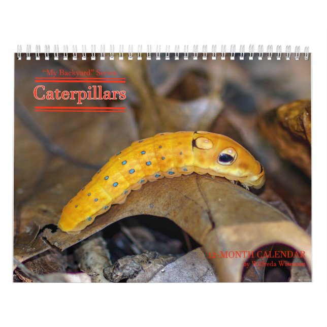 Hinterhof-Reihen-Raupen-Kalender Kalender (Titelbild)