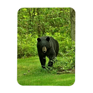 Hinterhof-Schwarzbär Magnet