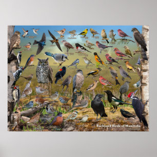Hinterhof-Vögel von Manitoba-Plakat Poster