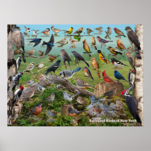 Hinterhof-Vögel von New- YorkStaat Poster