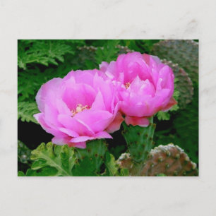 Hinterhofblüten Postkarte