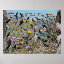 Hinterhofvögel des BC-Innern