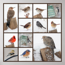 Hinterhofvögel im Schnee Poster