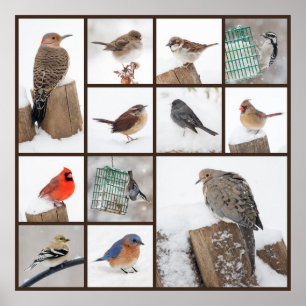 Hinterhofvögel im Schnee Poster