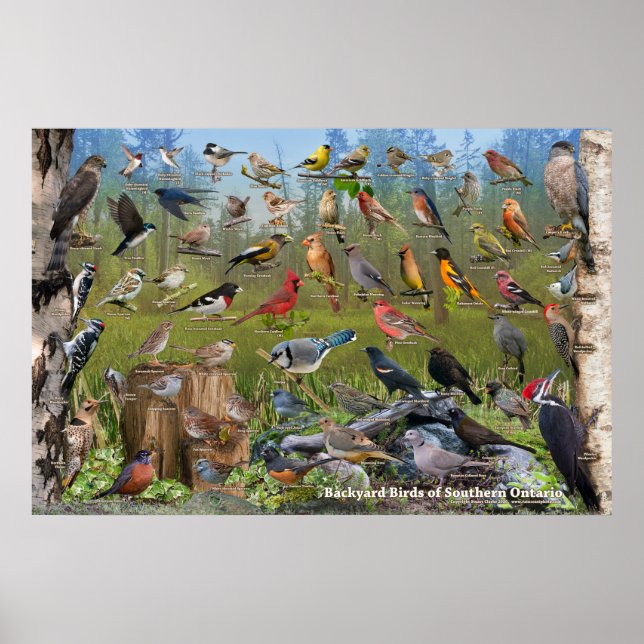 Hinterhofvögel im südlichen Onario Poster (Vorne)