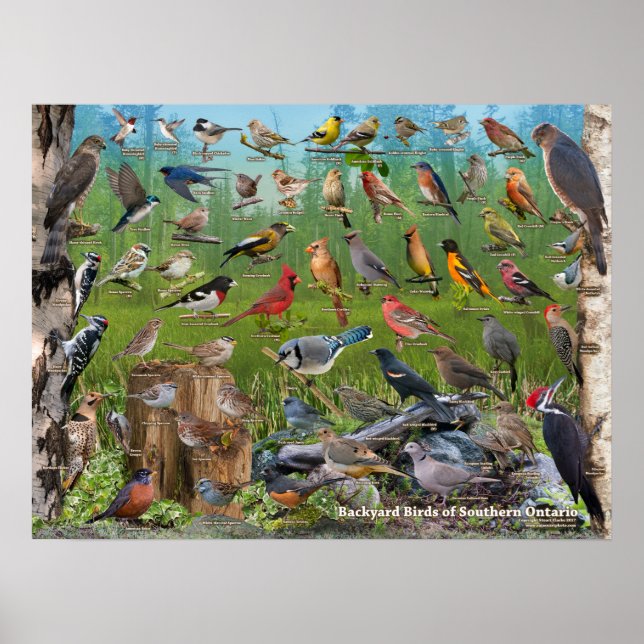 Hinterhofvögel im südlichen Ontario Poster (Vorne)