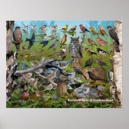 Hinterhofvögel in Neufundland Poster