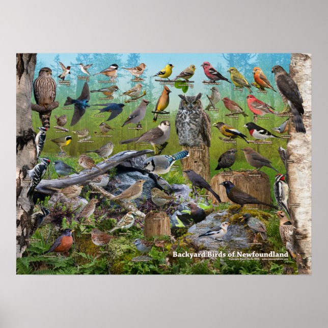 Hinterhofvögel in Neufundland Poster (Vorne)