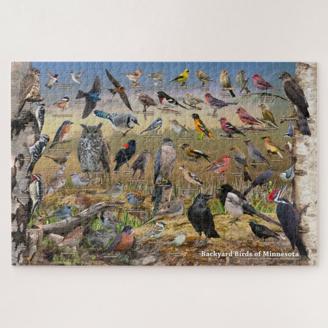 Hinterhofvögel von Minnesota (Horizontal)