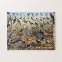 Hinterhofvögel von Montana