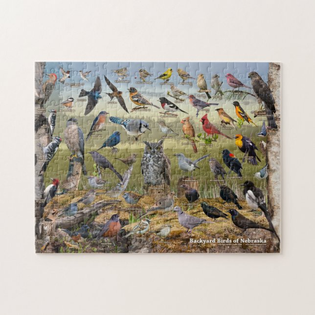 Hinterhofvögel von Nebraska (Horizontal)